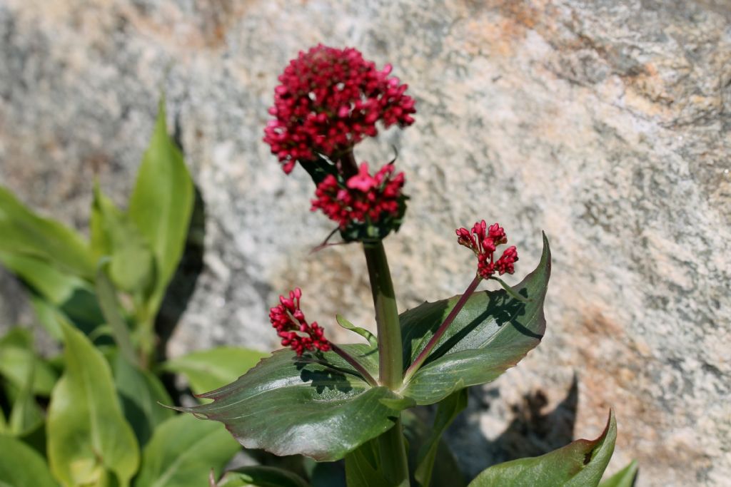 Centranthus ruber / Valeriana rossa